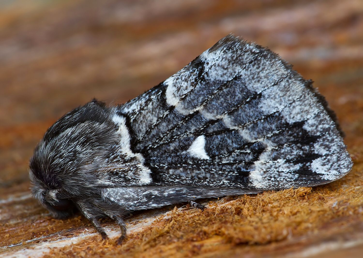 Cosmotriche lobulina