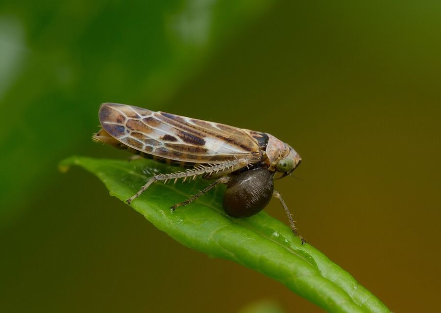 Pithyotettix abietinus