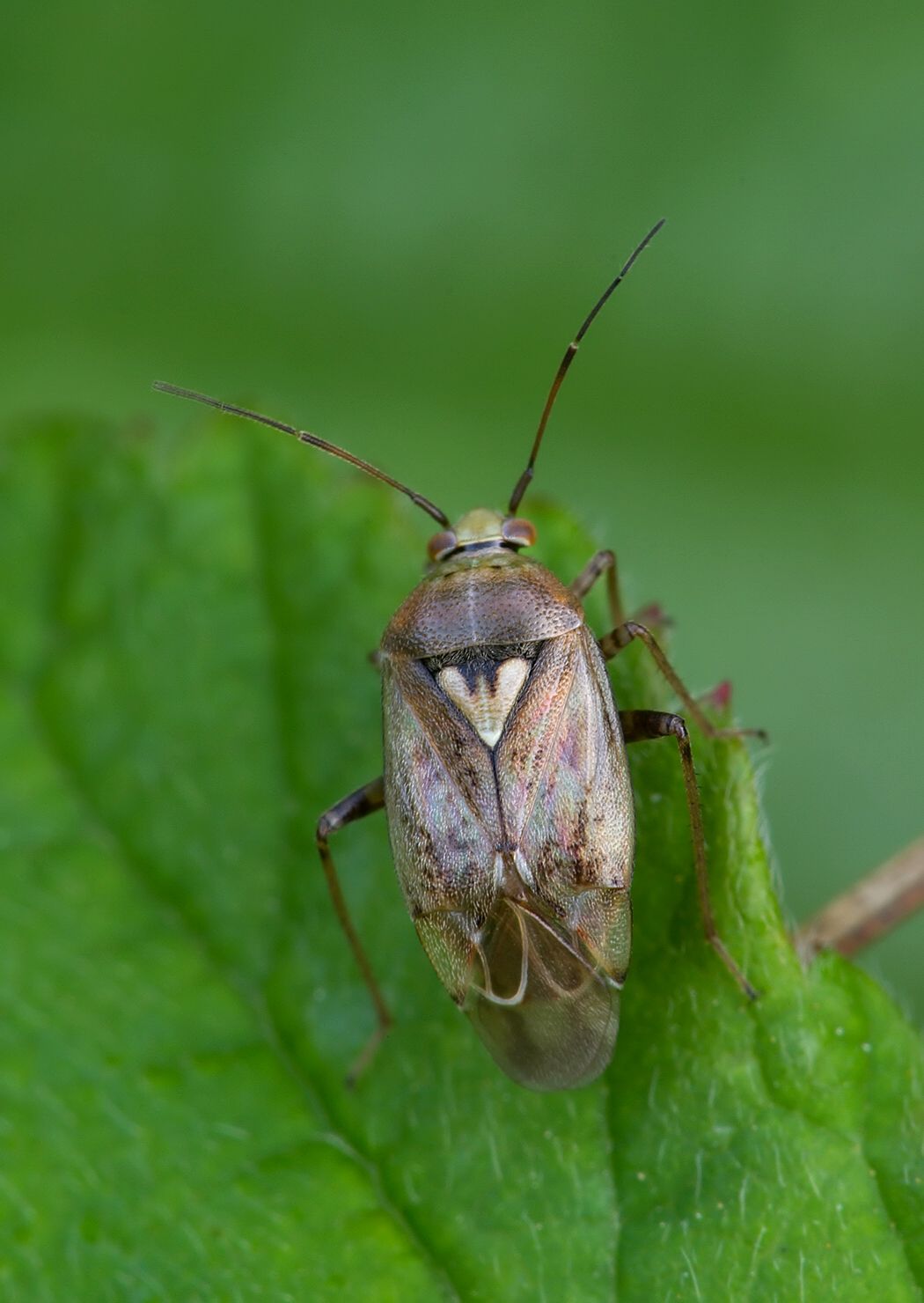 Lygus rugulipennis