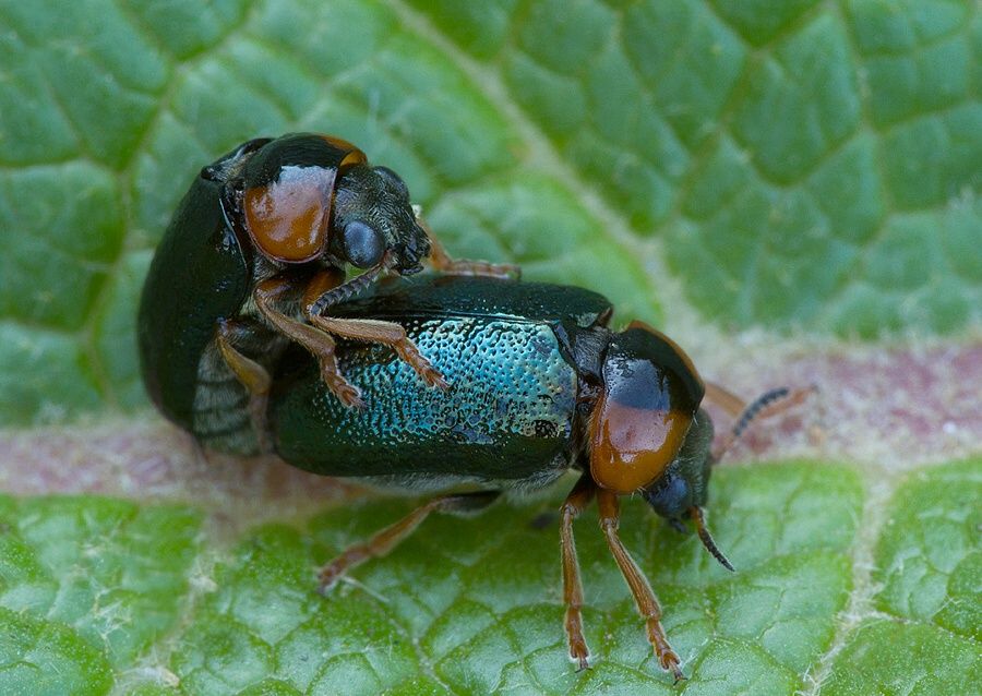 Smaragdina xanthaspis