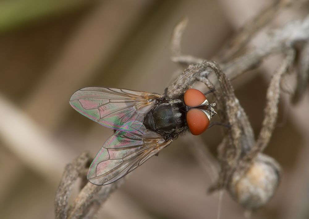 Phasia obesa