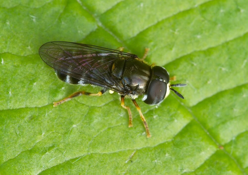 Paragus pecchiolii