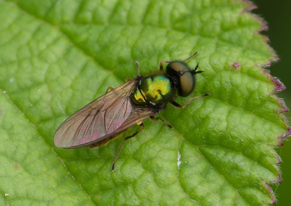 Chloromyia formosa