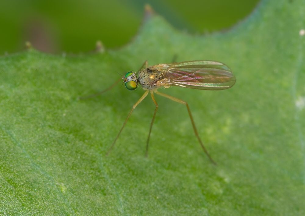 Neurigona suturalis