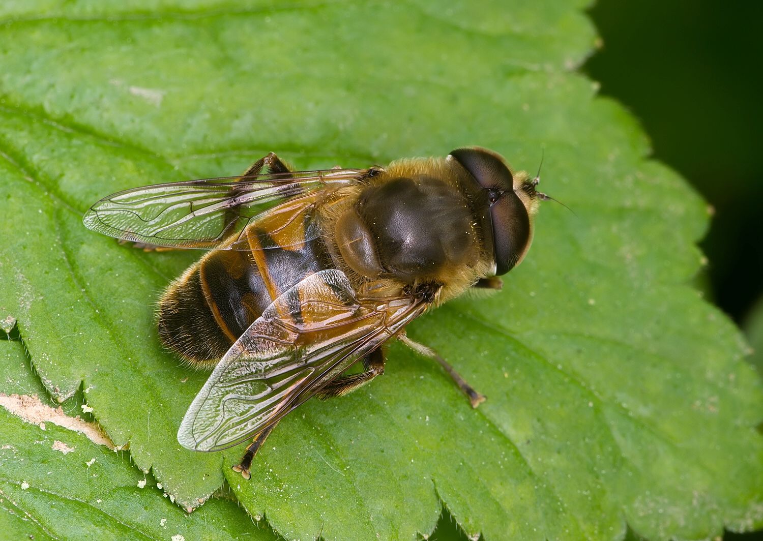 Eristalis tenax