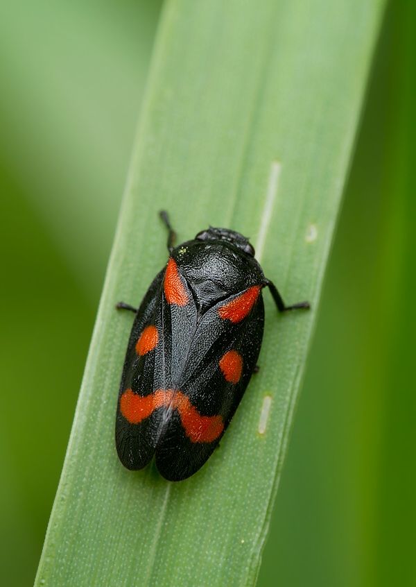 Cercopis arcuata