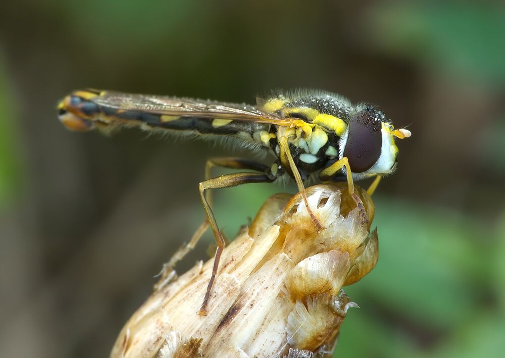 Sphaerophoria scripta