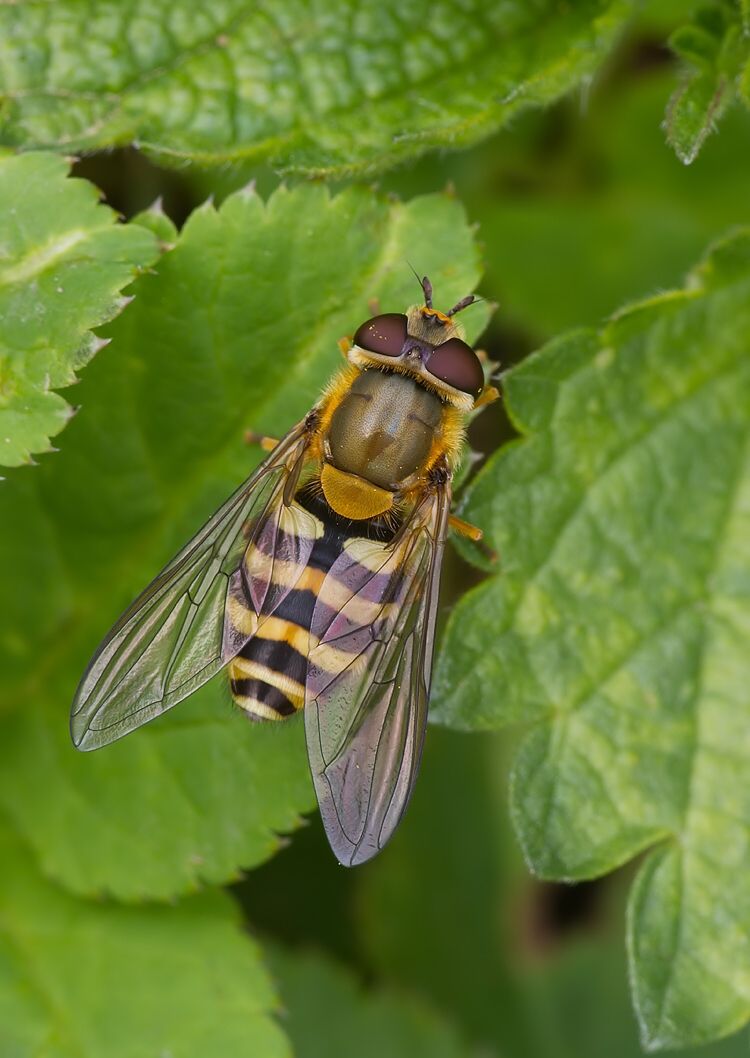 Syrphus vitripennis