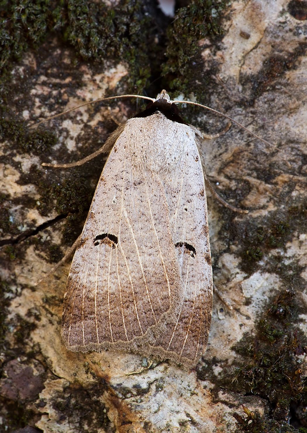 Lygephila craccae