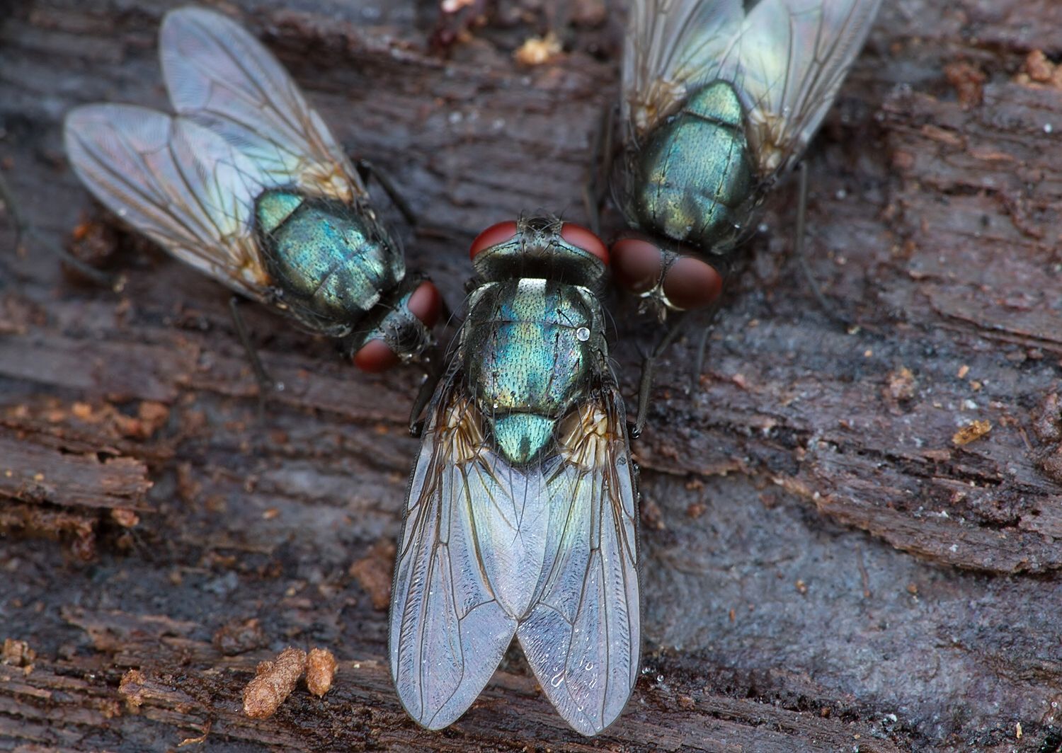 Pyrellia rapax