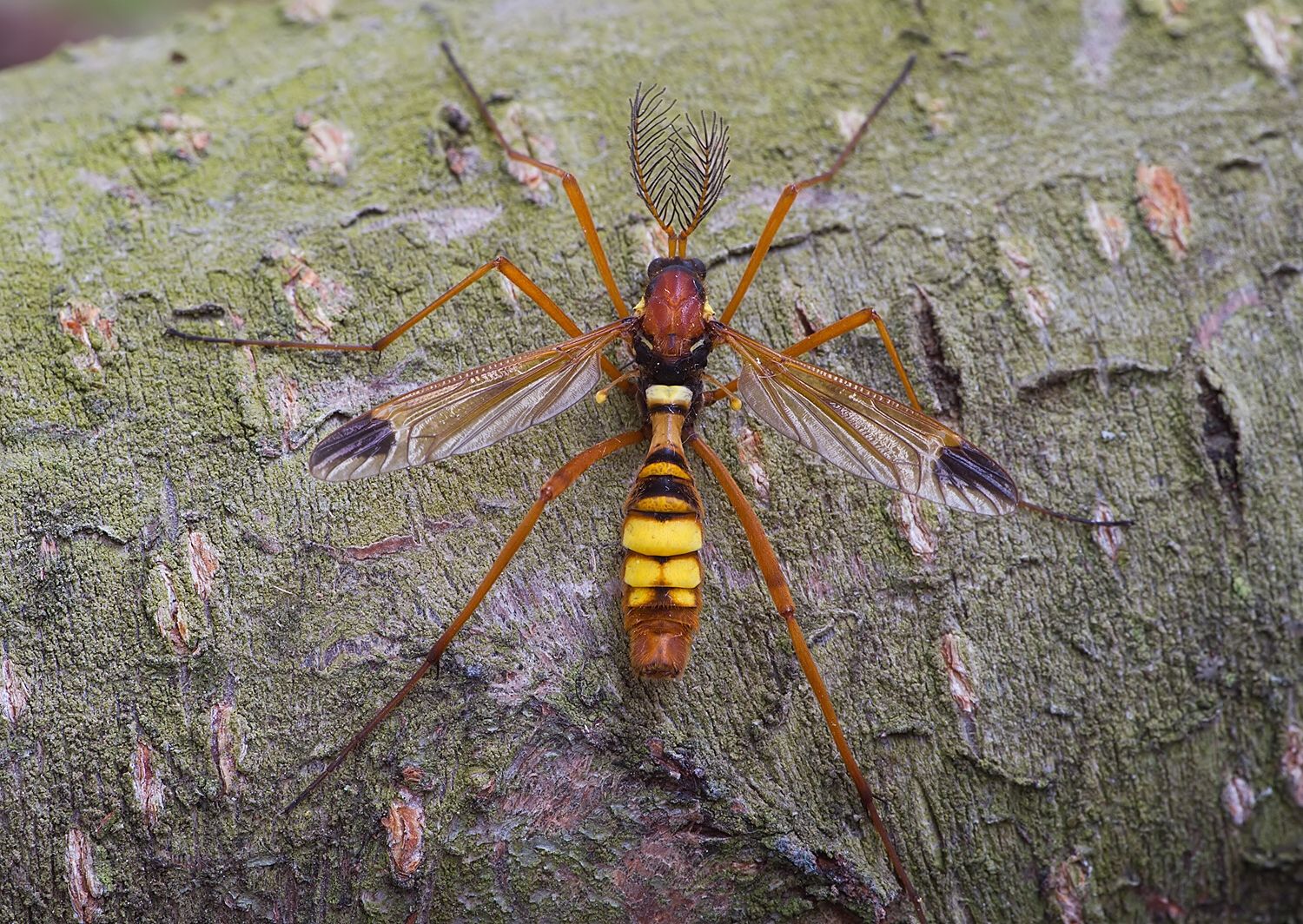 Ctenophora ornata