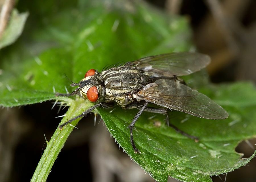 Sarcophaga carnaria