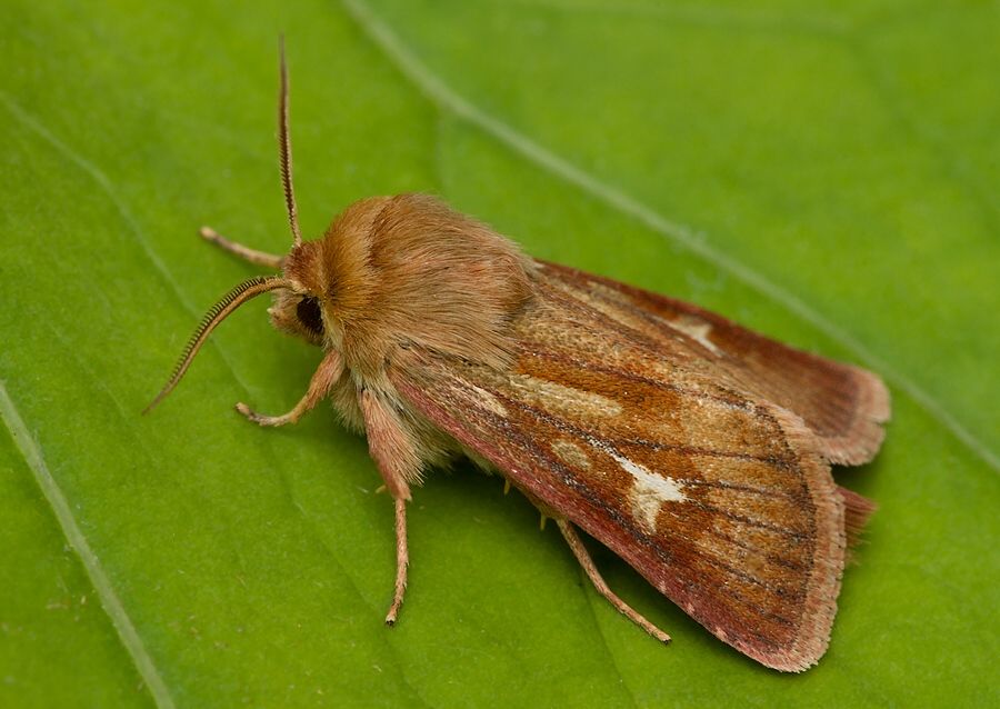 Cerapteryx graminis