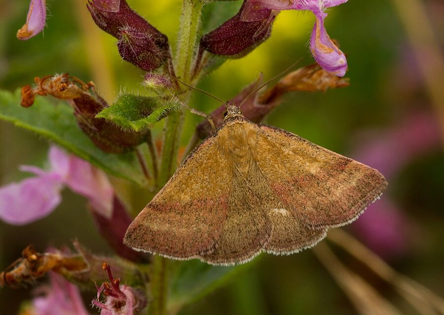 Phytometra viridaria