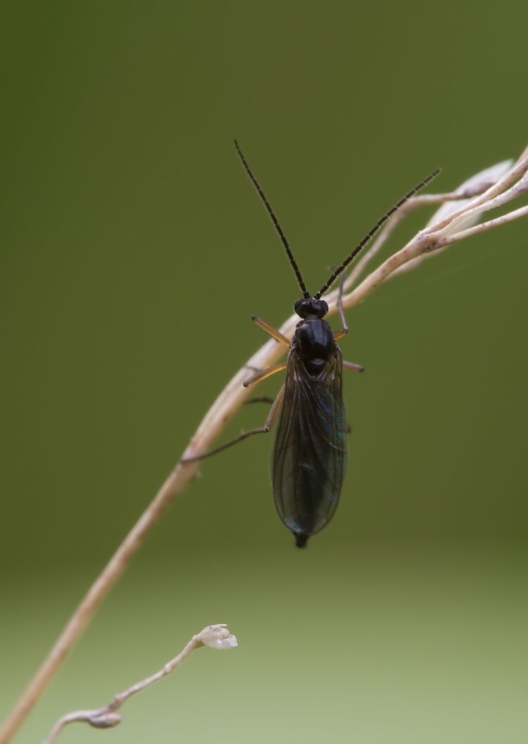 Sciara humeralis