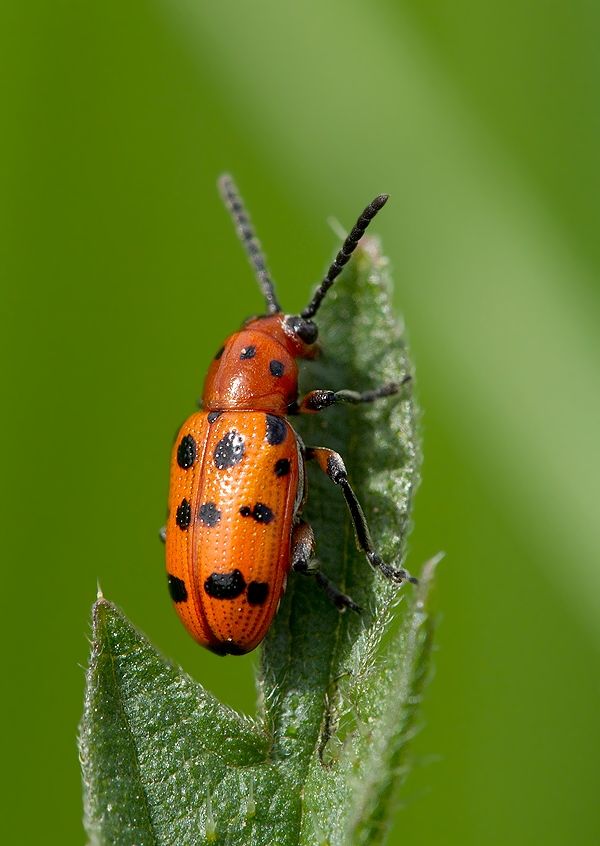 Crioceris quatuordecimpunctata
