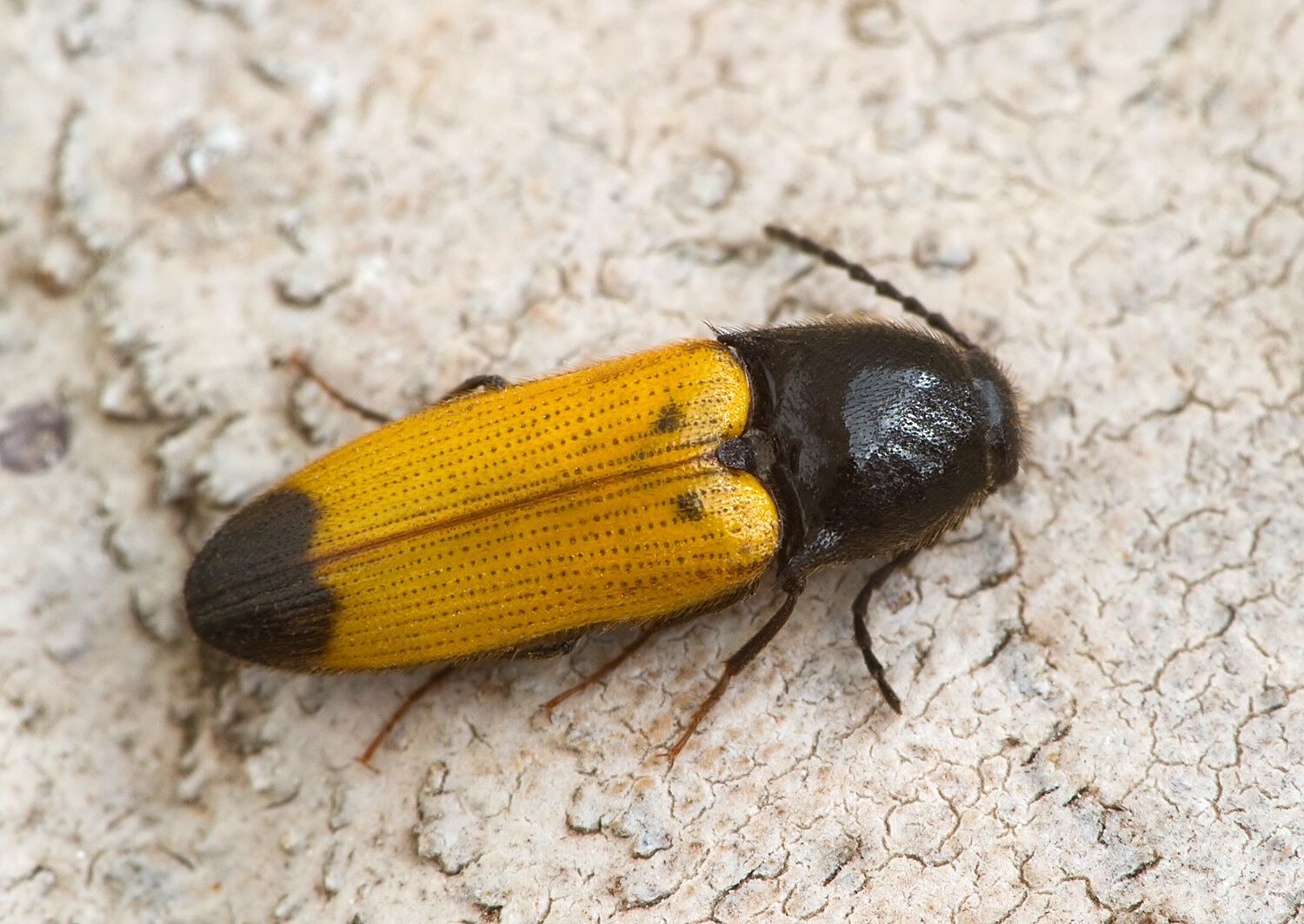 Ampedus elegantulus