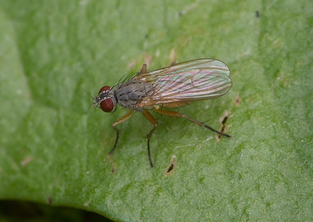 Coenosia mollicula