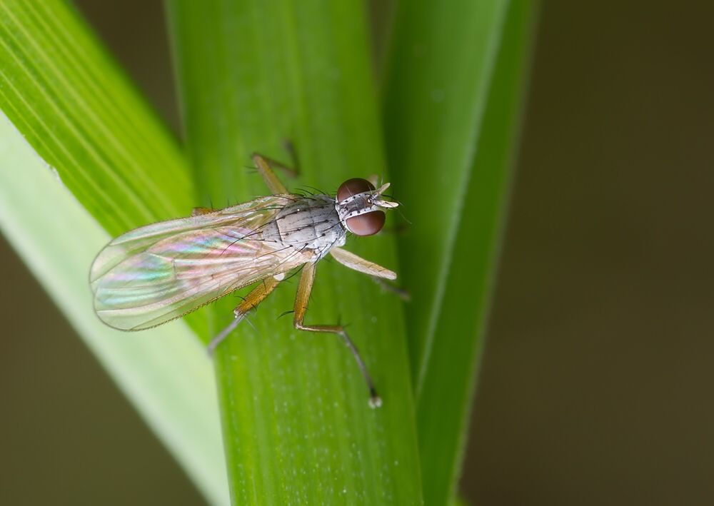 Coenosia mollicula