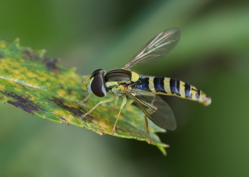 Sphaerophoria scripta