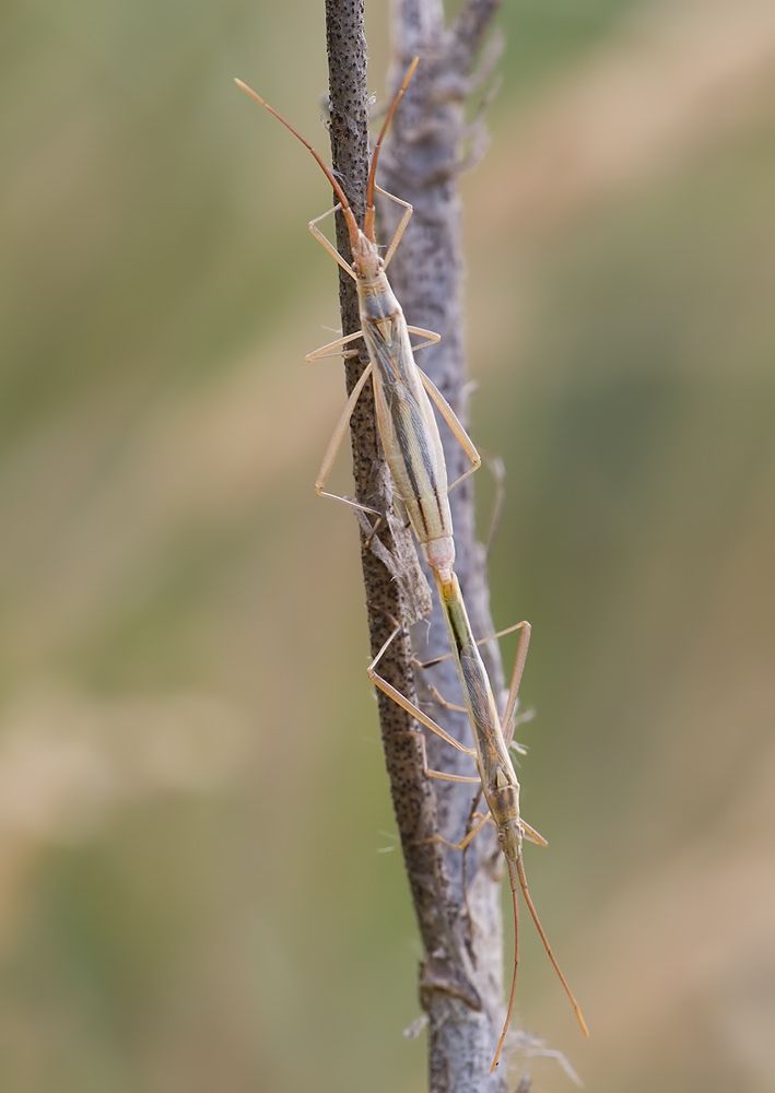 Chorosoma schillingii