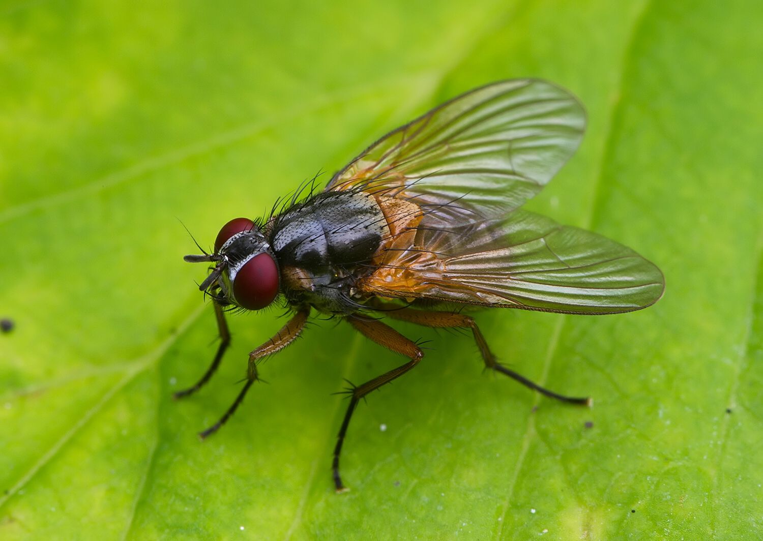 Mydaea corni