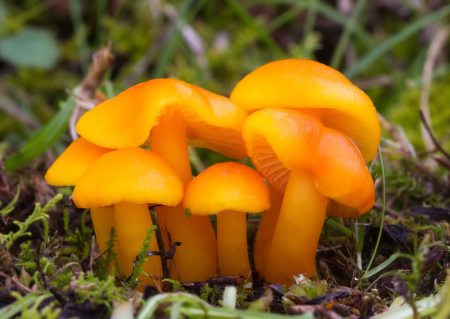 Hygrocybe chlorophana