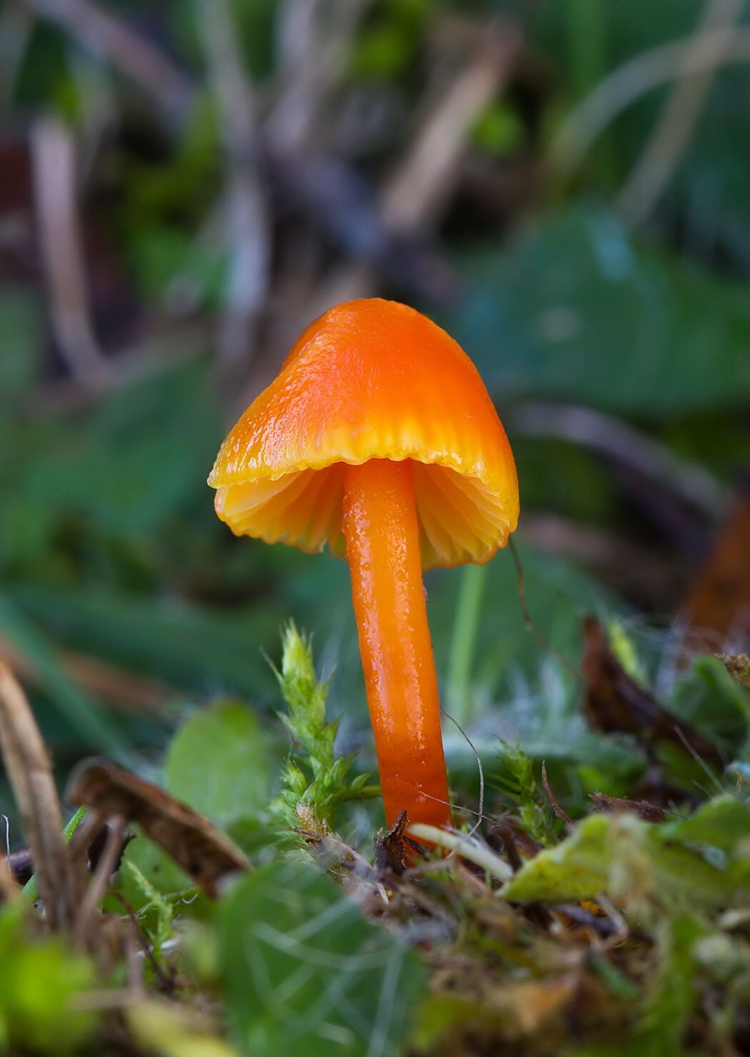 Hygrocybe mucronella