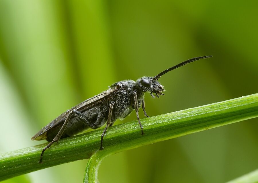 Phymatocera aterrima cf.