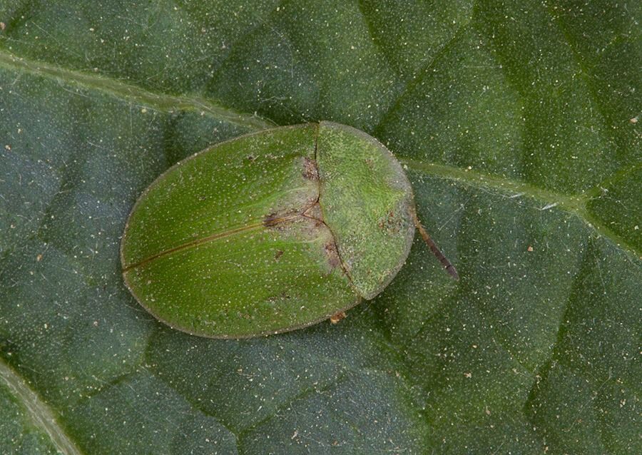 Cassida sp.