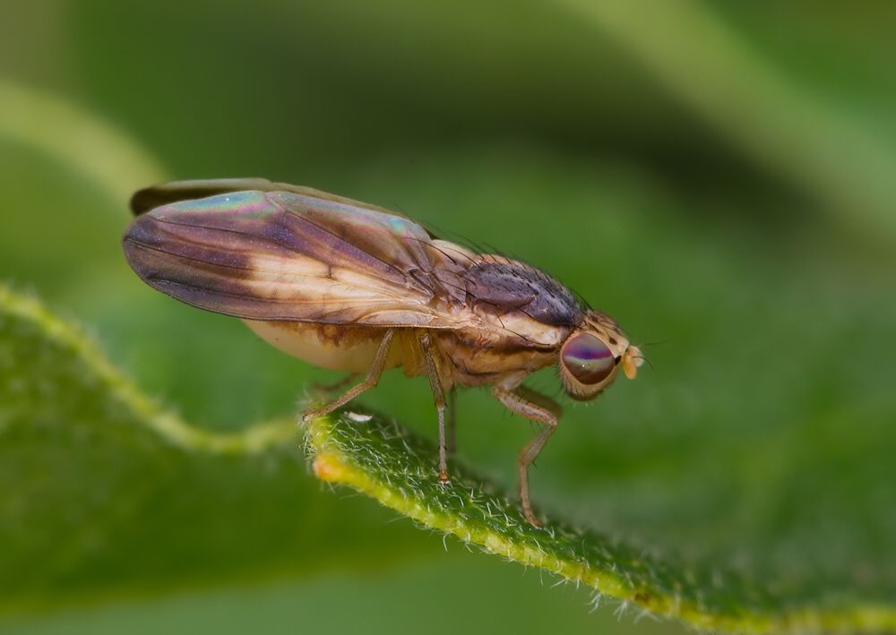Peplomyza litura