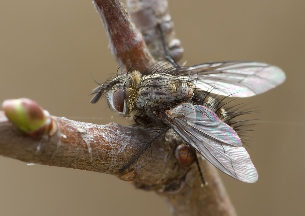 Parasetigena silvestris
