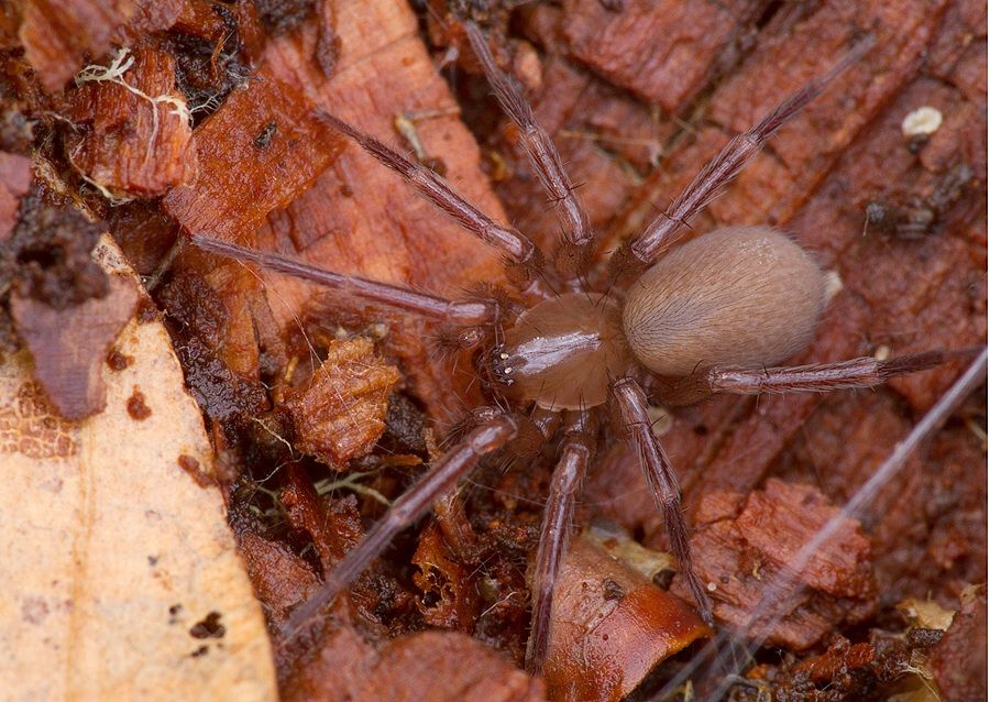 Cicurina cicur