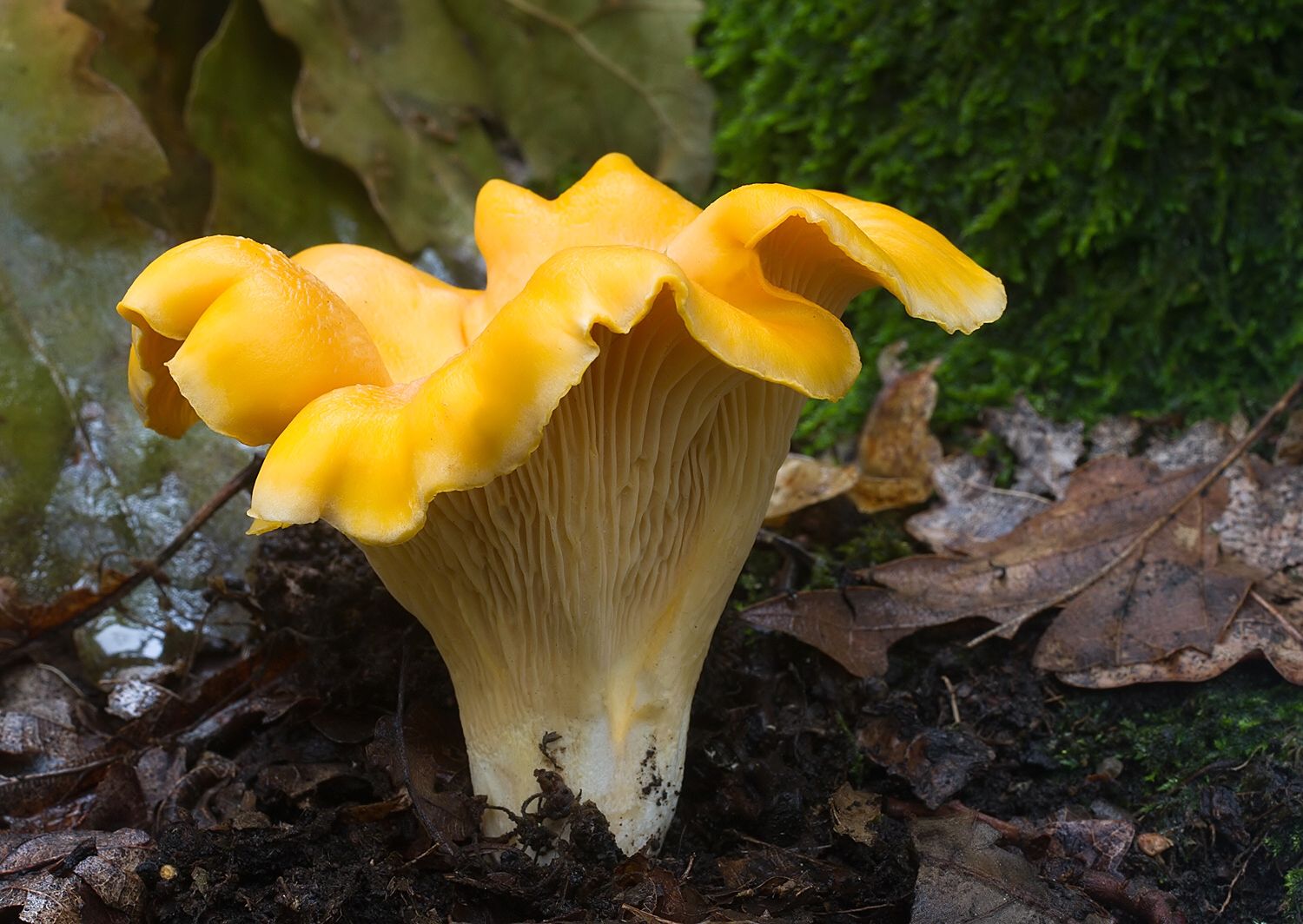 Cantharellus cibarius
