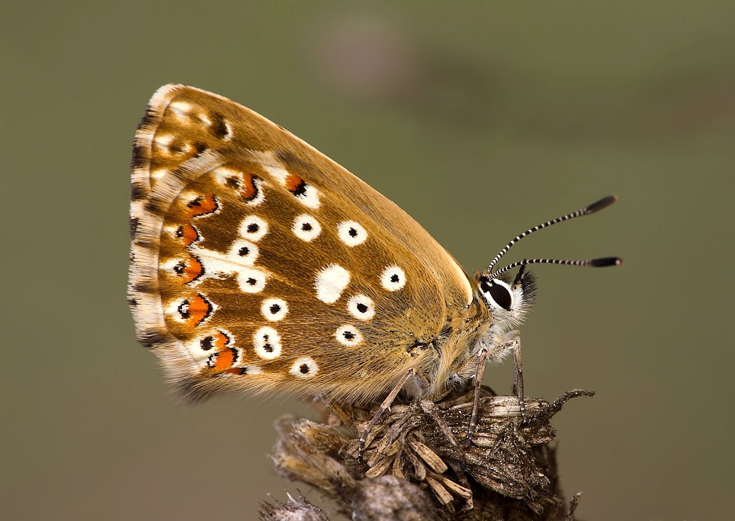 Polyommatus coridon