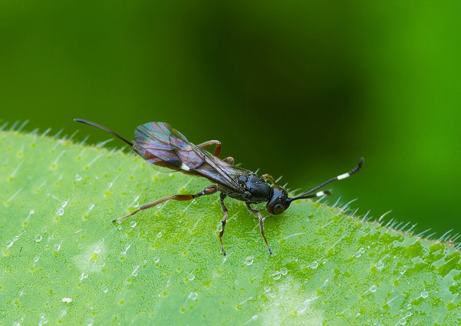 Poemenia sp.