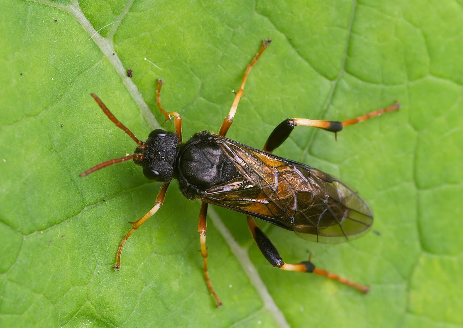 Siobla sturmii