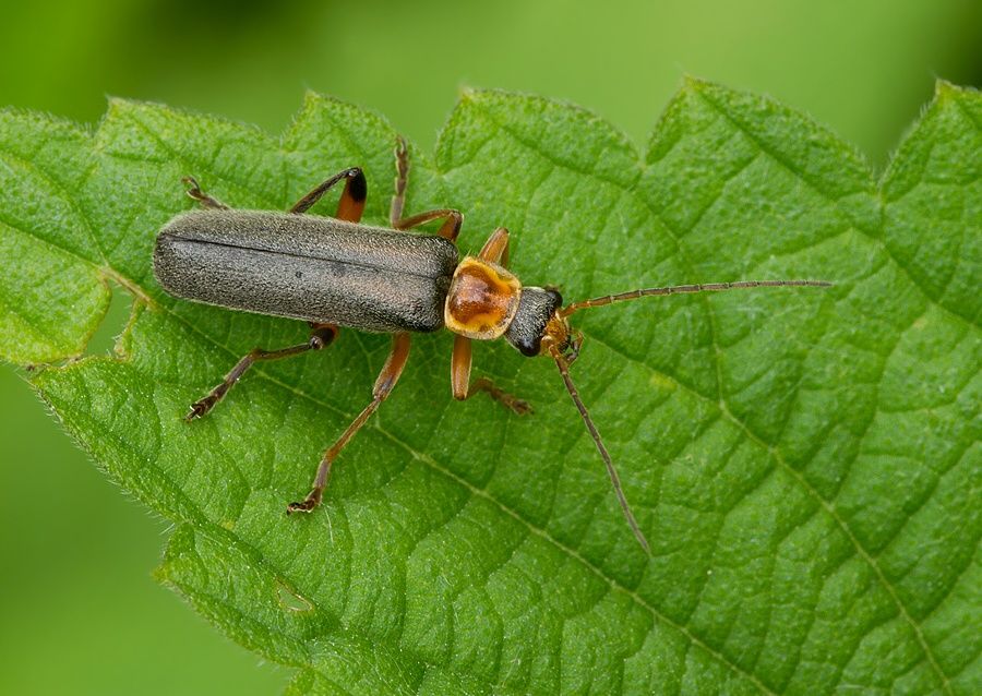 Cantharis nigricans