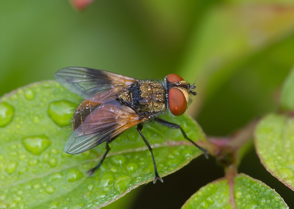 Ectophasia crassipennis