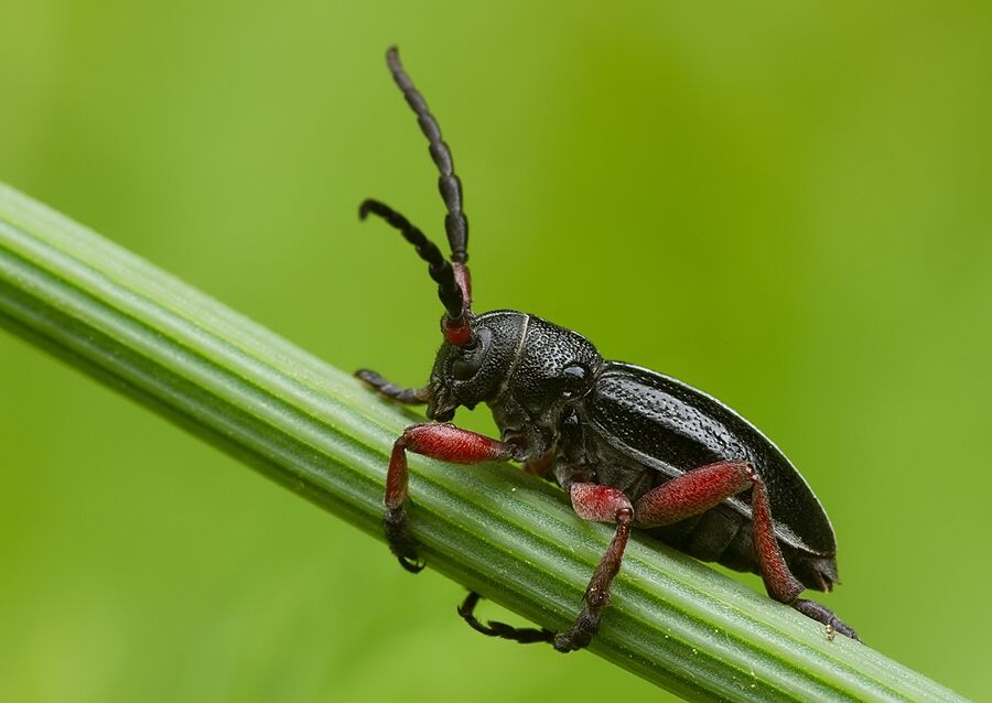 Pedestredorcadion pedestre