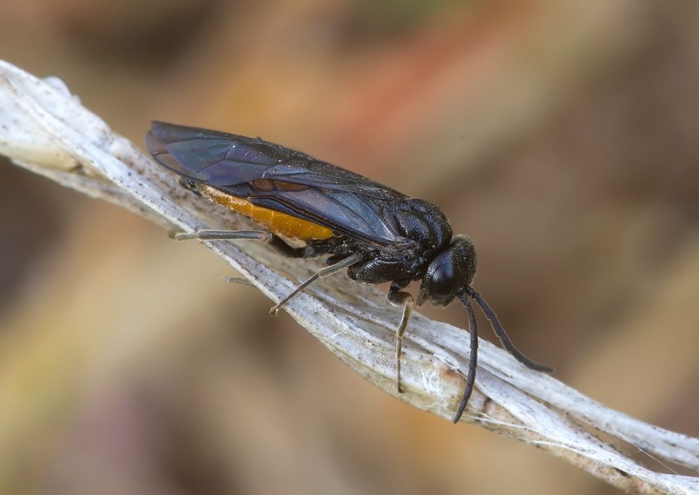 Pareophora pruni