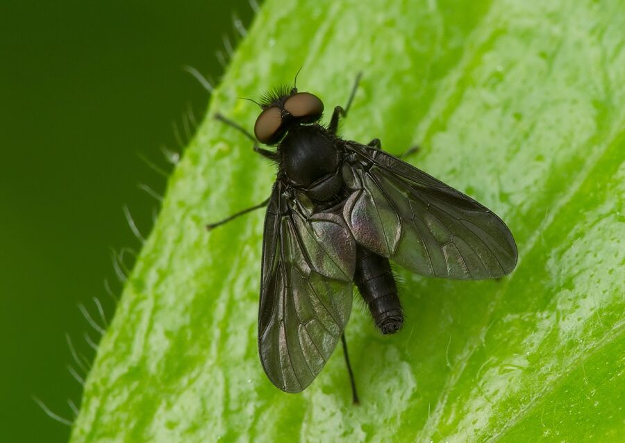 Symphoromyia melaena