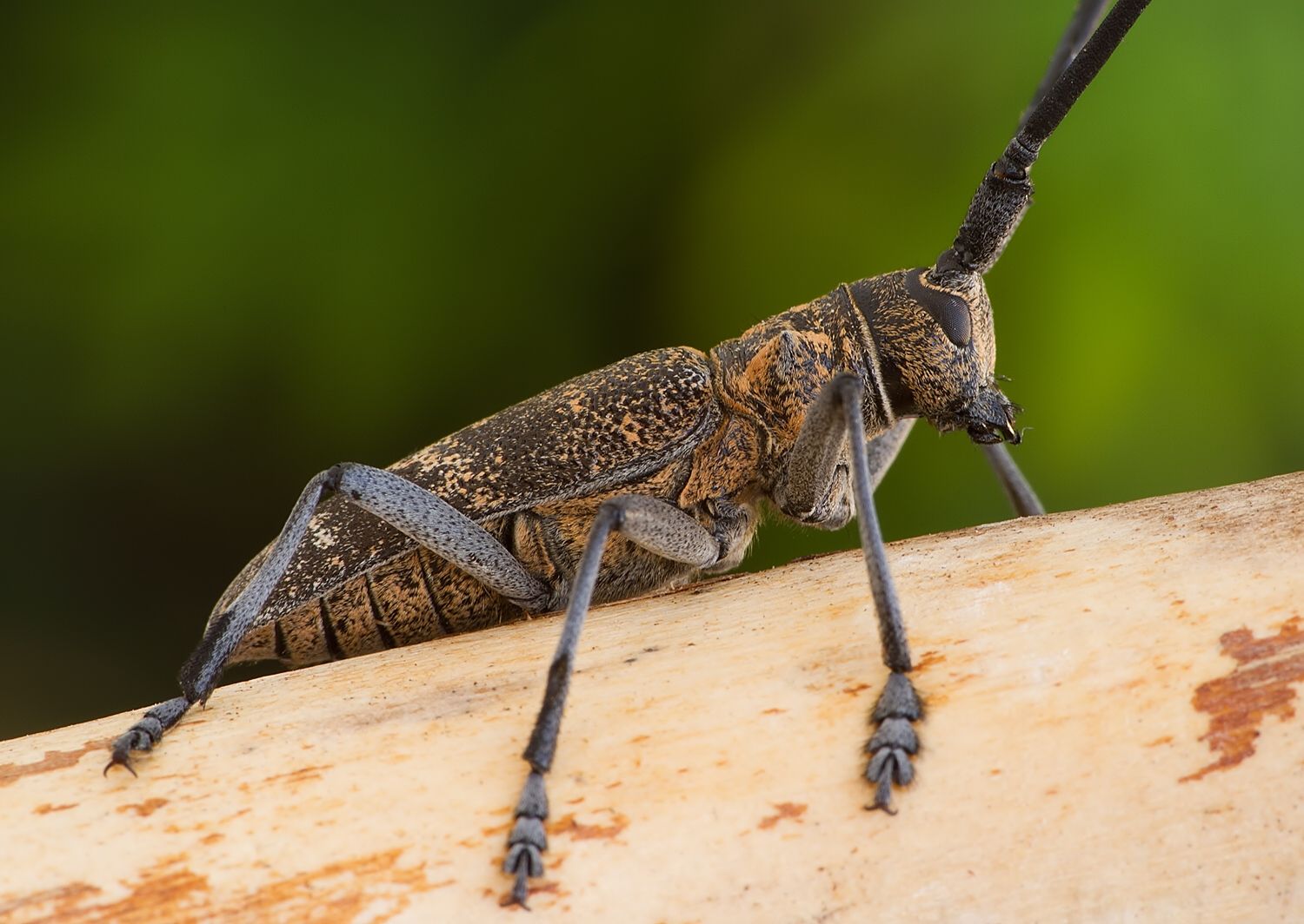 Monochamus galloprovincialis