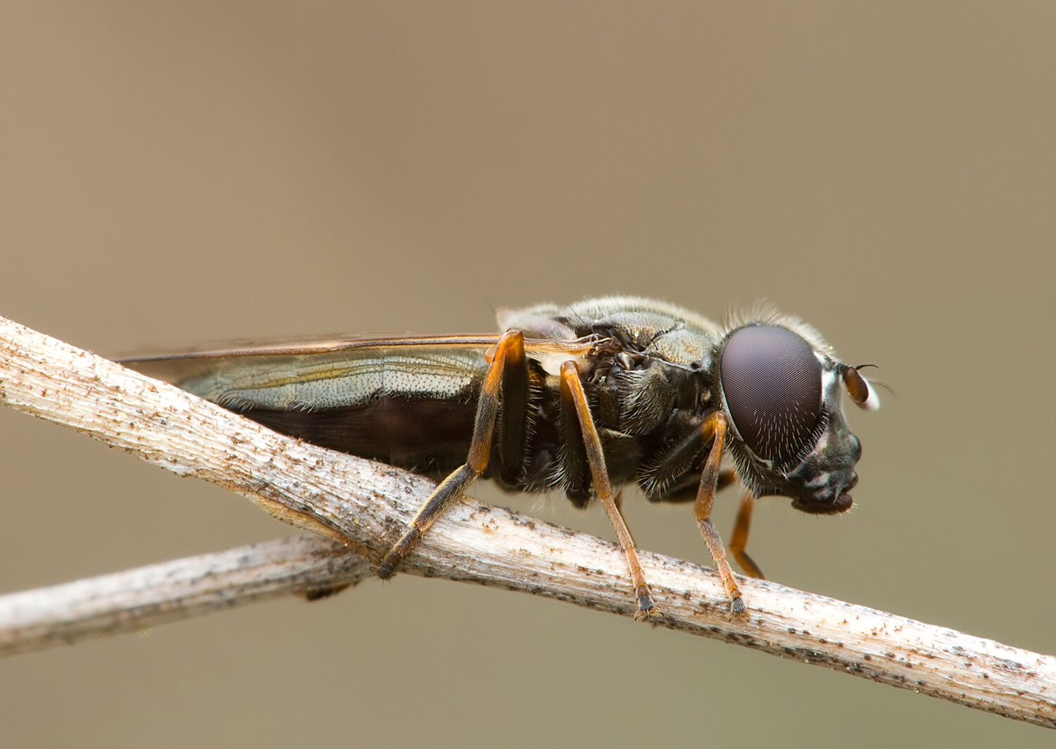 Cheilosia rotundiventris