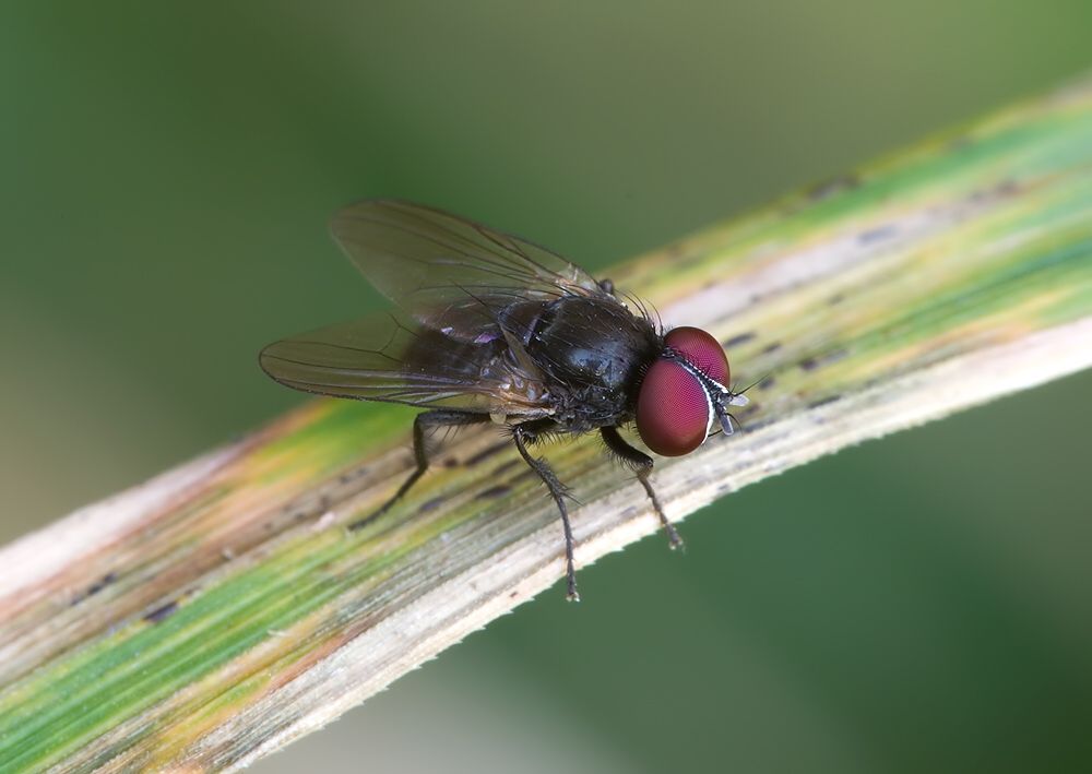 Fannia serena