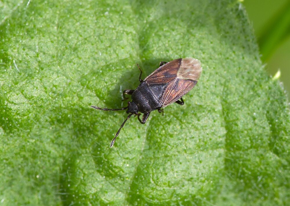 Megalonotus sabulicola