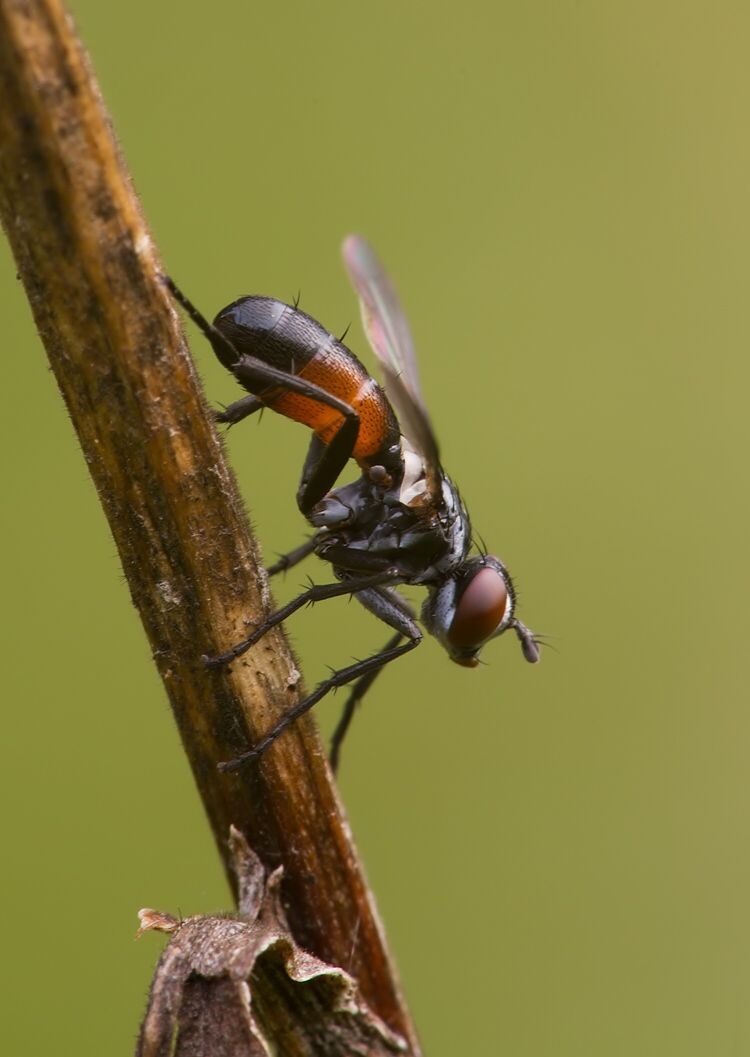 Cylindromyia pusilla
