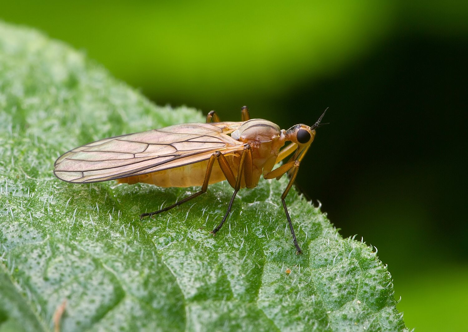 Empis digramma