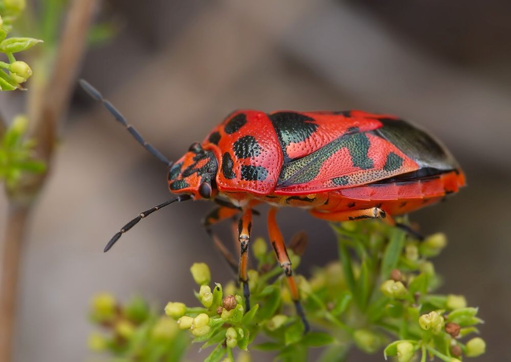 Eurydema ornata