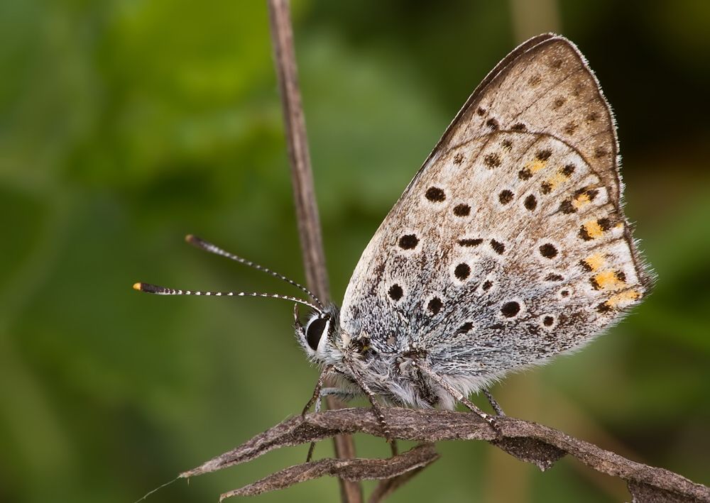 Lycaena tityrus